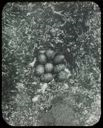 Image of Ptarmigan Nest with Eight Eggs